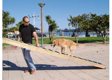 Passerelle bois antidérapante 10 mètres agility chien