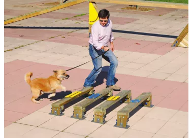 Saut en longueur bois pour chiens