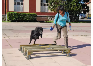 Saut en longueur bois pour chiens